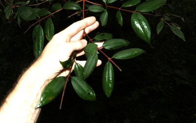 Rhodamnia rubescens, photographed by Greg Tasney