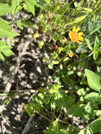 Coreopsis nuecensis, photographed by Tyler Cannon