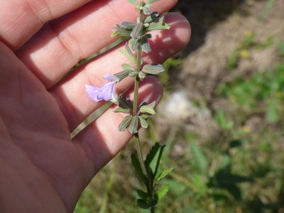 Salvia pallida, photographed by María Zeta