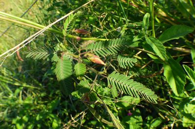 Chamaecrista repens, photographed by Pablo H Capovilla