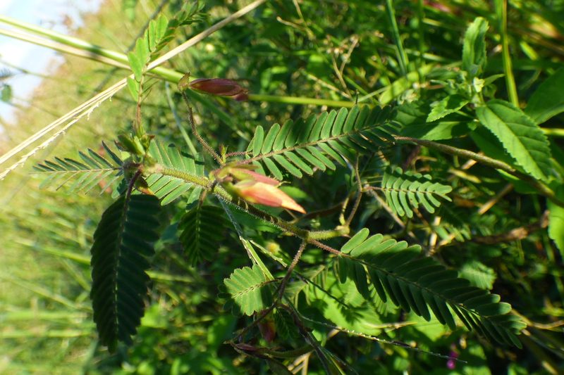 Chamaecrista repens, photographed by Pablo H Capovilla