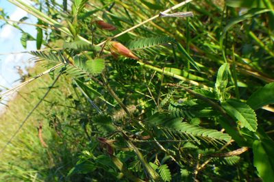 Chamaecrista repens, photographed by Pablo H Capovilla