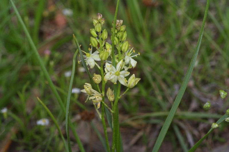 Schoenolirion wrightii, photographed by Michelle W. （鍾偉瑋）