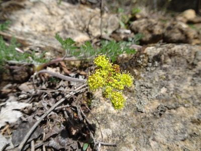 Lomatium foeniculaceum, photographed by Thomas Koffel