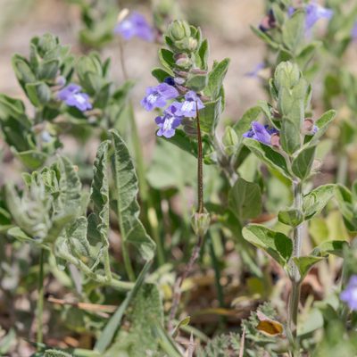 Scutellaria drummondii, photographed by Victor Engel