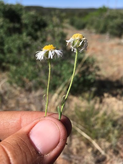 Erigeron engelmannii, photographed by Cecelia Alexander