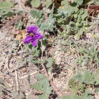 Erodium texanum, photographed by Victor Engel