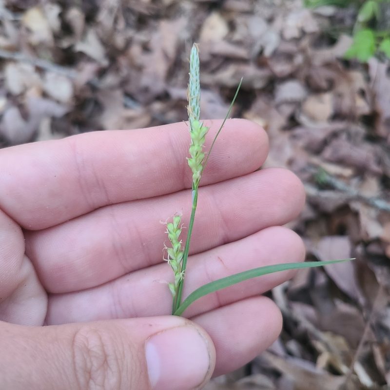 Carex striatula, photographed by Jeff Wilson