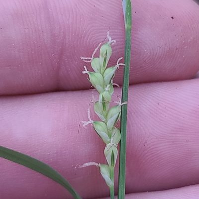 Carex striatula, photographed by Jeff Wilson