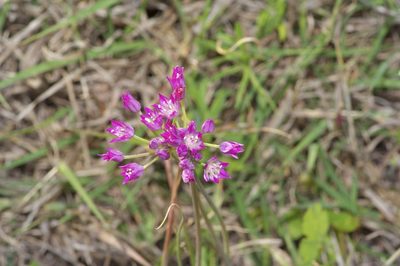 Allium drummondii, photographed by Michelle W. （鍾偉瑋）