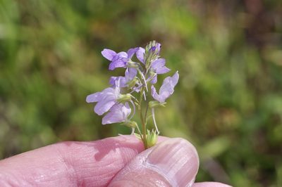 Nuttallanthus texanus, photographed by Michelle W. （鍾偉瑋）