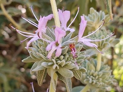 Salvia leucophylla, photographed by Vasily Reinkymov