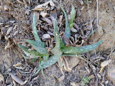 Aloe maculata, photographed by Vasily Reinkymov