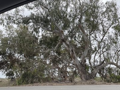 Eucalyptus camaldulensis, photographed by Amelia Tauber