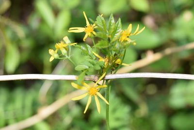 Senecio ampullaceus, photographed by Blake Bringhurst