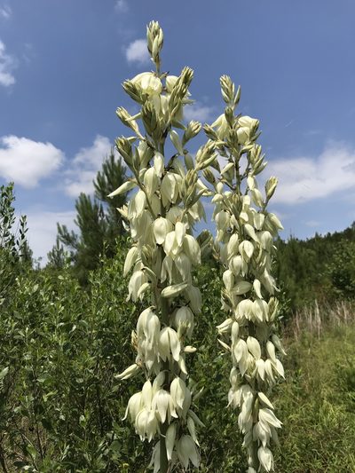 Yucca cernua, photographed by Laura Clark