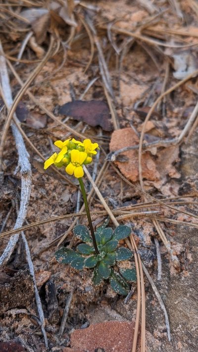 Draba zionensis, photographed by Darrin Gobble