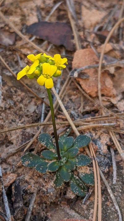 Draba zionensis, photographed by Darrin Gobble