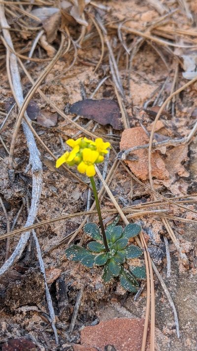 Draba zionensis, photographed by Darrin Gobble
