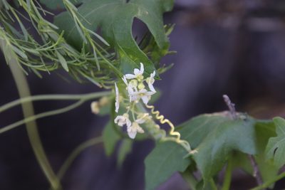 Marah macrocarpa