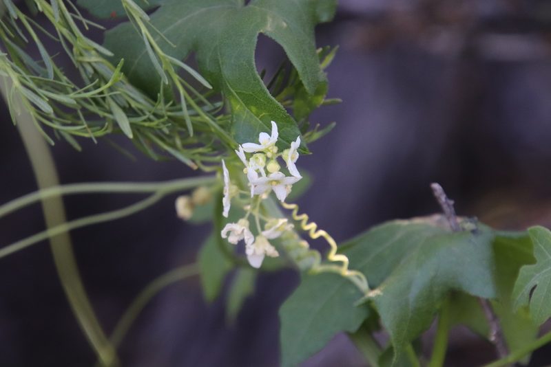 Marah macrocarpa, photographed by Millie Basden