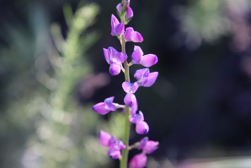Lupinus truncatus, photographed by Millie Basden
