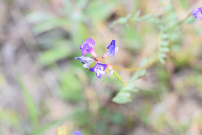 Astragalus leptocarpus, photographed by Blake Bringhurst