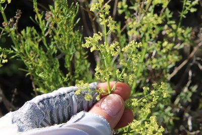 Galium angustifolium, photographed by Millie Basden