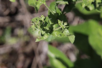 Acourtia microcephala, photographed by Millie Basden