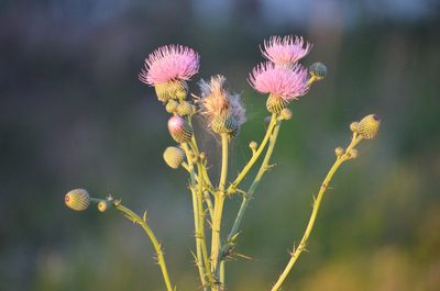 Cirsium nuttallii, photographed by Joie L.