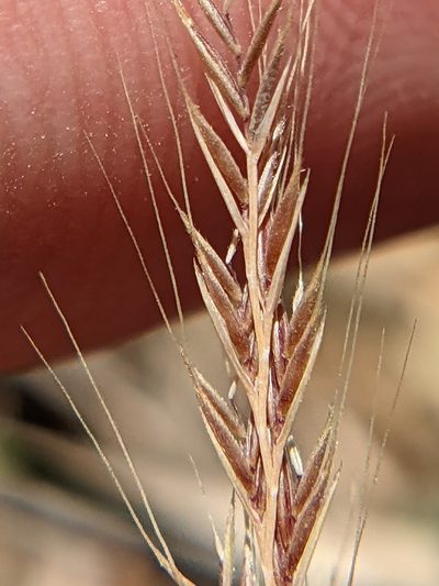 Festuca sciurea, photographed by Eric Knight