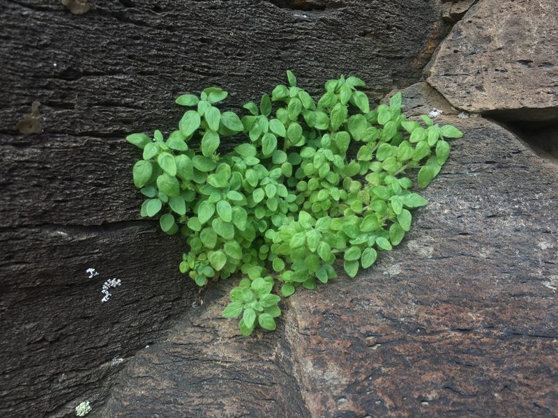 Parietaria hespera, photographed by Mike Dechter