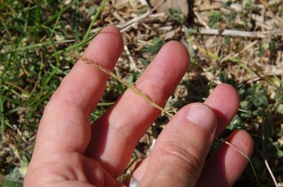 Festuca sciurea, photographed by Eric Knight