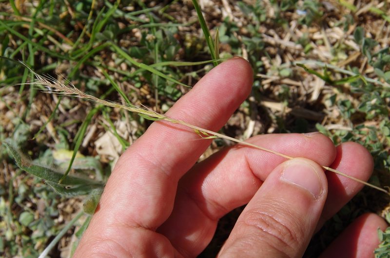 Festuca sciurea, photographed by Eric Knight