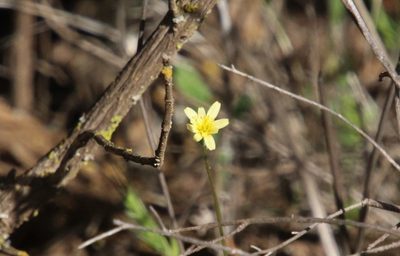Uropappus lindleyi, photographed by Millie Basden