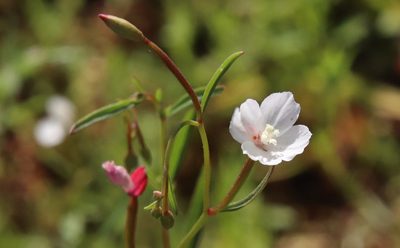 Clarkia epilobioides, photographed by Millie Basden