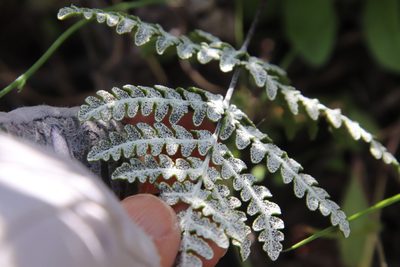 Pentagramma glanduloviscida, photographed by Millie Basden