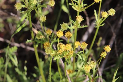 Sanicula arguta, photographed by Millie Basden