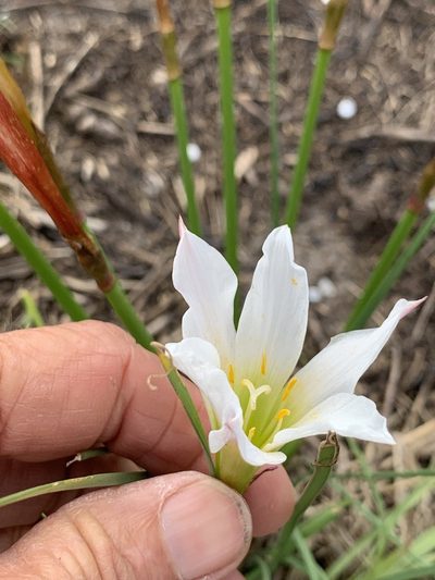 Zephyranthes simpsonii, photographed by Claire Herzog