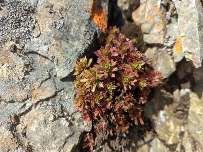 Saxifraga tricuspidata, photographed by Matt Muir