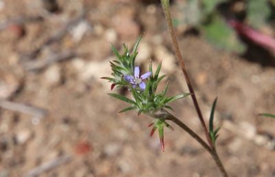 Eriastrum filifolium, photographed by Millie Basden