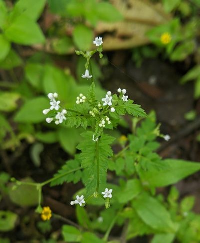Valeriana chaerophylloides, photographed by Ben Keen