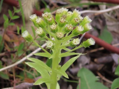 Petasites japonicus, photographed by Timur Kalininsky