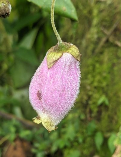 Kohleria affinis, photographed by Ben Keen