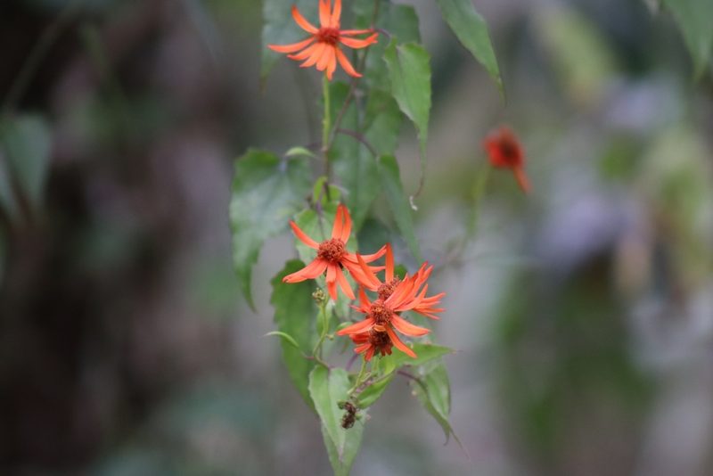 Pseudogynoxys chenopodioides, photographed by Comisión Estatal de Biodiversidad del Estado de Hidalgo