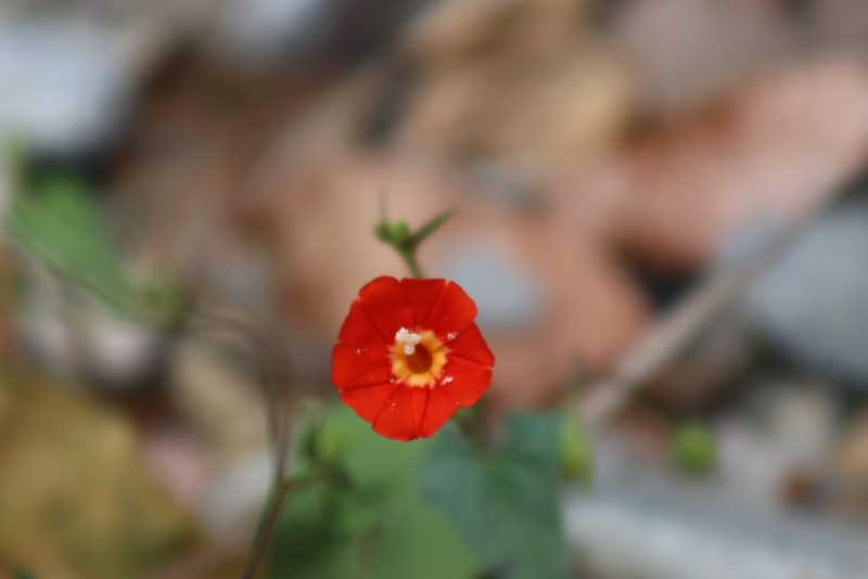 Ipomoea cholulensis, photographed by Comisión Estatal de Biodiversidad del Estado de Hidalgo