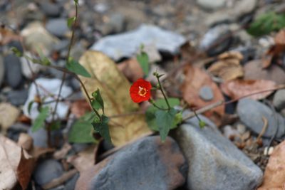 Ipomoea cholulensis, photographed by Comisión Estatal de Biodiversidad del Estado de Hidalgo