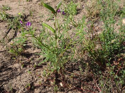 Lupinus truncatus, photographed by Heather Dawnstar Sabin