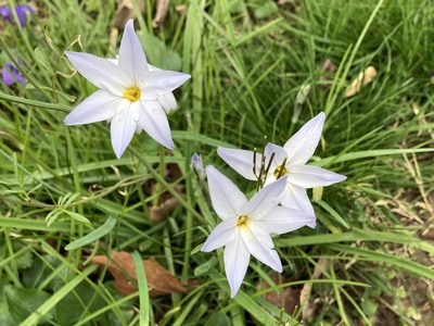 Ipheion uniflorum, photographed by Allen Browne