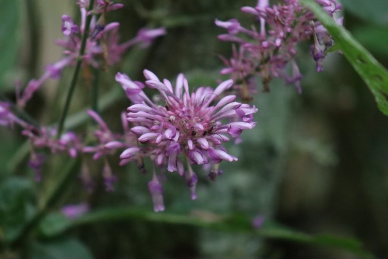 Odontonema callistachyum, photographed by Comisión Estatal de Biodiversidad del Estado de Hidalgo